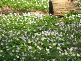 Wood Anemones