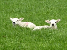 Lambs