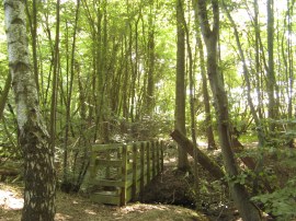 Woodland footbridge