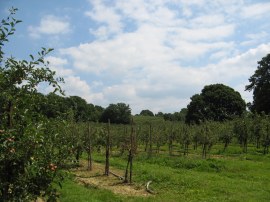 Orchard nr Sandhurst Lane