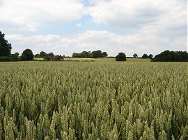 Fields nr Rolvenden Layne