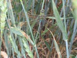 Emperor Dragonfly