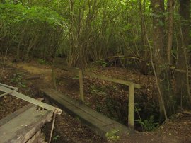 Woodland Footbridge