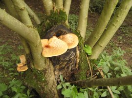 Bracket Fungus