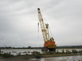 Yellow Crane