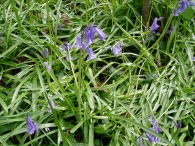 Bluebells, Churchfield Wood