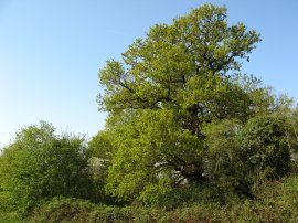 Oak Tree, Jubilee Country Park