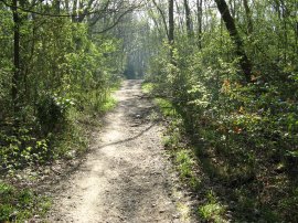 Crofton Wood