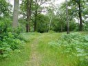 Oxhey Woods