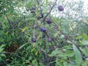 Sloes