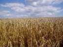 Wheat Fields nr Enfield Chase