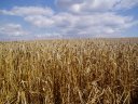 Wheat Fields nr Enfield Chase