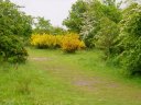 Hounslow Heath