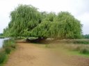 Willow Tree