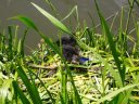 Coot chicks