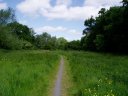 Crane Bank Water Meadows