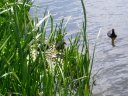 Coot chicks