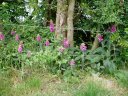 Foxgloves