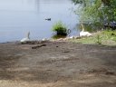 Swan and Cygnets