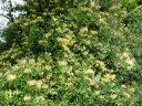 Honeysuckle