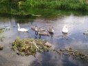 Cygnets, River Lea