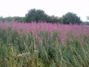 Ragged Robin?