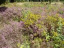 Hainault Forest Country Park