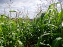 Maize field nr Havering Country Park