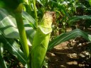 Maize field nr Havering Country Park