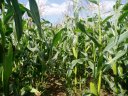 Maize field nr Havering Country Park