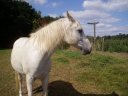 Friendly White Horse