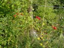 Rose hips