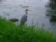 Heron, River Lea