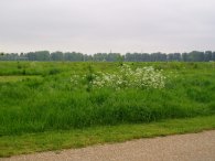 Hackney Marshes