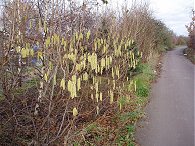 Catkins