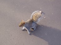 Squirrel, Pymmes Park
