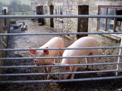 Pigs at Meadow Farm