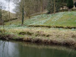 Snowdrops