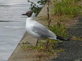 Black-Headed Gull