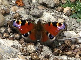 Peacock Butterfly