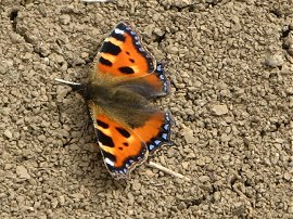 Small Tortoiseshell Butterfly