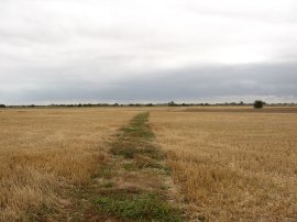 Fields nr Warehorne