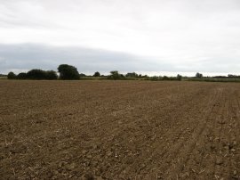 Fields nr Warehorne