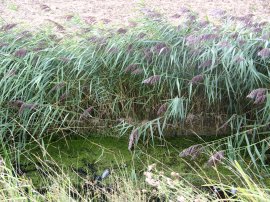 The unbridged drainage ditch