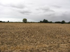 Fields, Romney Marsh