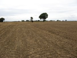 Field nr Snave