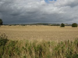 Fields, Romney Marsh