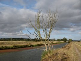 Royal Military Canal, nr Ham Street