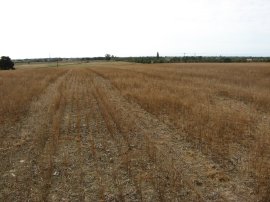 Fields nr Ham Street