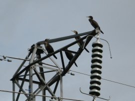 Cormorants